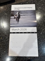 Kangaroo review photo