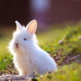 Bunnies review photo
