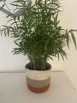 Aylin review photo