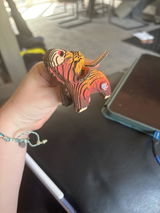 Miss i p bruce review photo