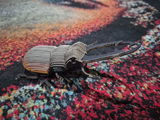 Jacqueline Picone review photo