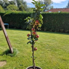 Set de 4 arbres fruitiers colonnaires (1 pommier, 1 pêcher, 1 abricotier, 1 prunier) -A3C1
