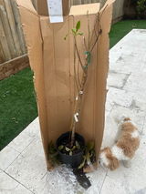 Scammed by Everglades review photo