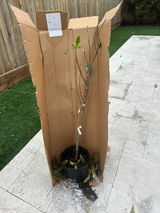 Scammed by Everglades review photo