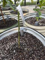GhM review photo
