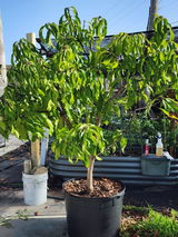 Everglades Farms Dwarf Mango trees-Michelle L review photo
