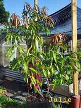 Everglades Farms Dwarf Mango trees-Michelle L review photo