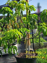 Everglades Farms Dwarf Mango trees-Michelle L review photo