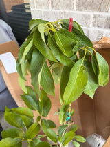 Alyssa Mahone review photo