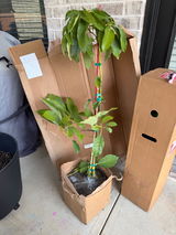 Alyssa Mahone review photo