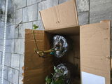 V.M. review photo