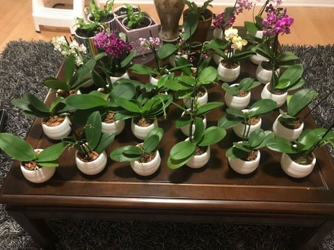 Colorful Succulent Pot
