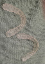 SallyS review photo