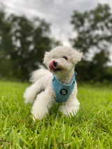 Daisey review photo