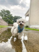 Daisey review photo