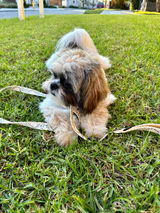 Leo review photo