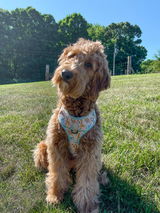 Lexie review photo