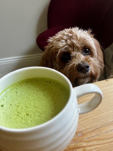 Matcha + Mushroom Super Blend
