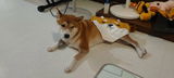 wingleung review photo