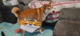 wingleung review photo