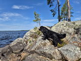 Nimetön review photo