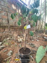 Rajneesh T. review photo