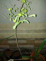 Shameem R. review photo