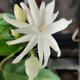 Dr Uday G. review photo