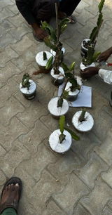 Vijay pratap Singh review photo