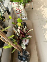 Ankur review photo