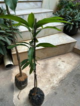 Abhinav review photo