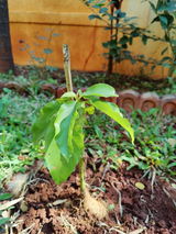 Sangram Mane review photo