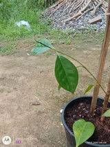 Nison hajong review photo