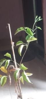 Sudhir Toppo review photo