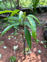 Binesh review photo