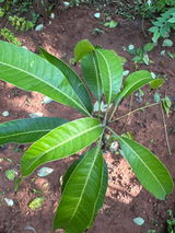 Binesh review photo