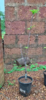 Deepak review photo