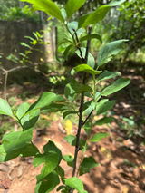 Binesh review photo