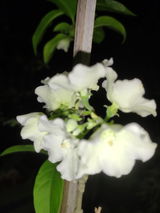 Sugunasri Maddala review photo