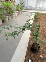 Ravindra Mahajan review photo