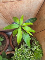 Parth Sarthy review photo