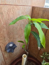 Parth Sarthy review photo