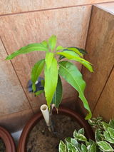 Parth Sarthy review photo
