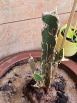 Parth Sarthy review photo