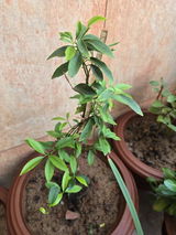 Parth Sarthy review photo