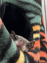 Elaine Bailey-Anderson review photo