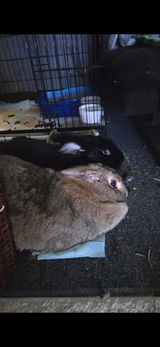 Cynthia Clark (Bunny Mom) review photo