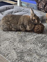 Cynthia Clark (Bunny Mom) review photo