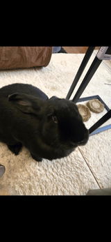 Cynthia Clark (Bunny Mom) review photo