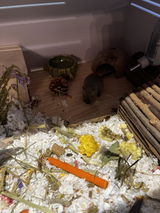 Lillia Erdman review photo